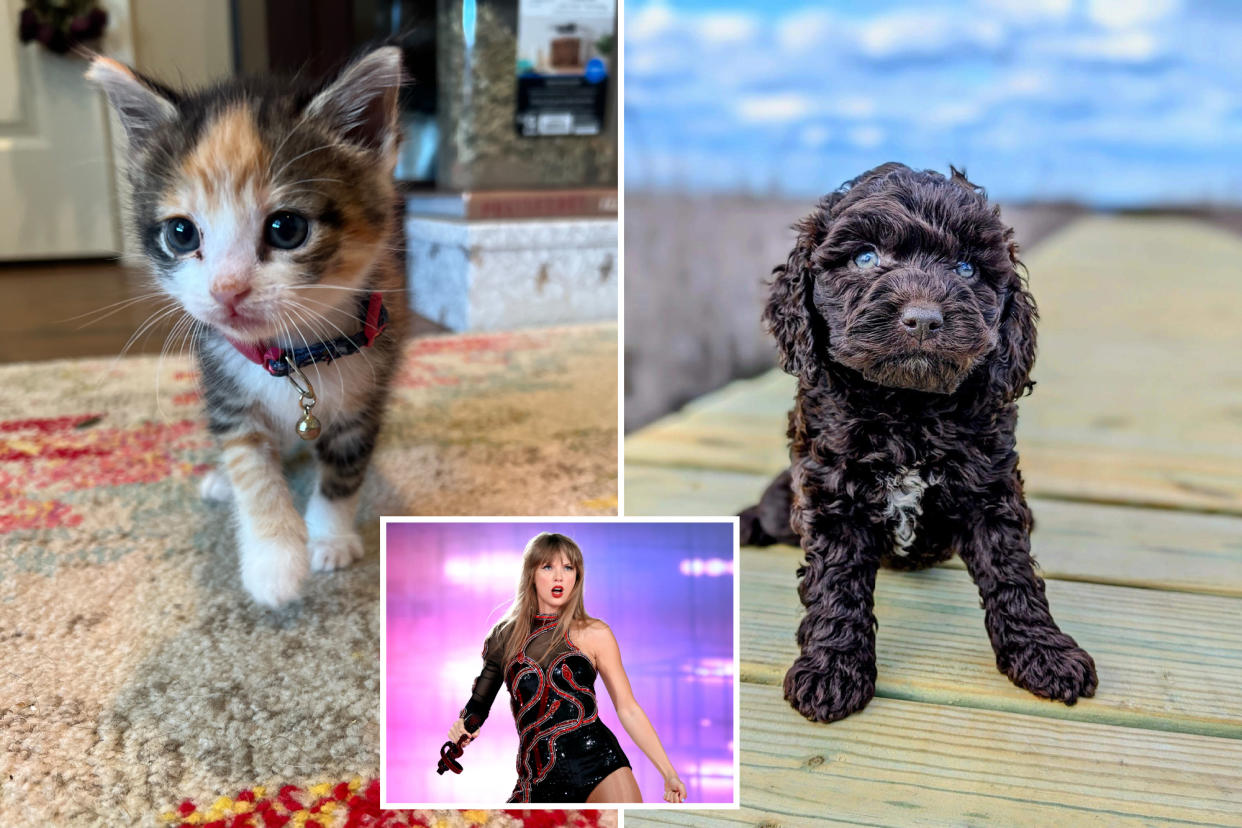 Mini Australian Labradoodle Poet, short hair Calico Willow, Taylor Swift performing