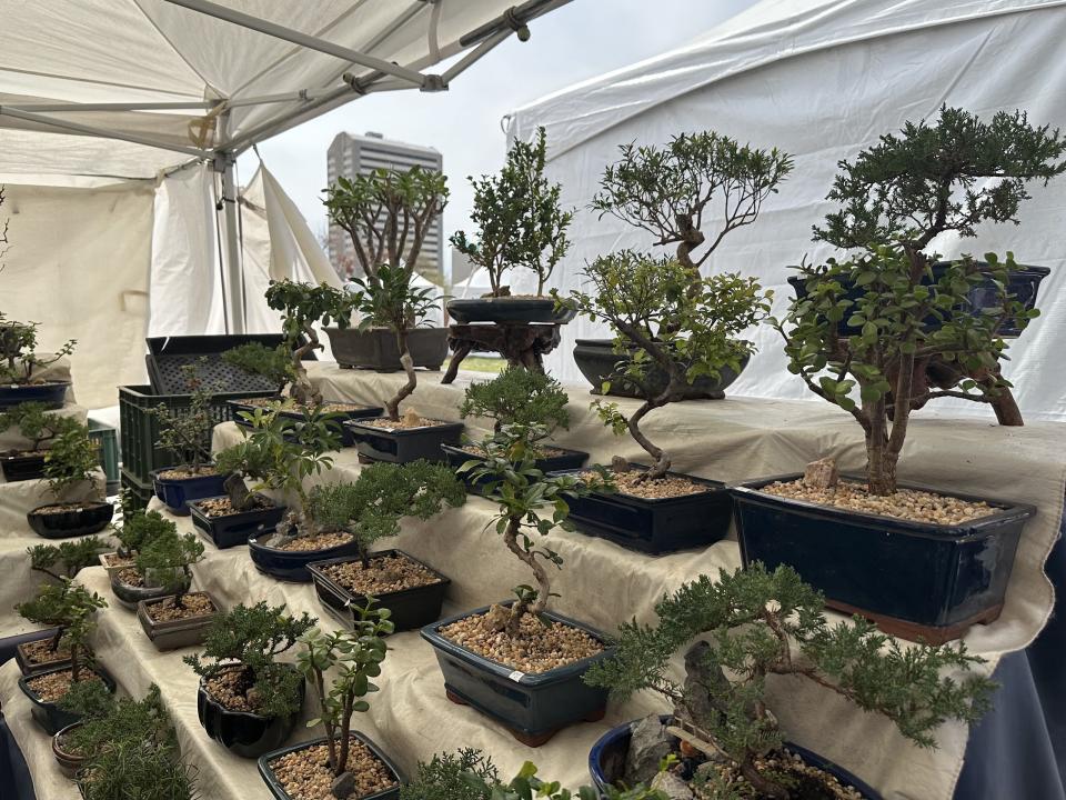 Want to give bonsai a try? Maintaining these plants indoors takes dedication.