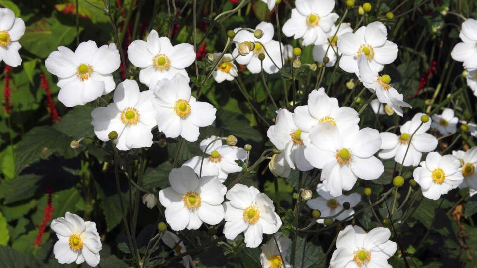 5 Grumpy-Approved Fall Flowers Not Named Mum