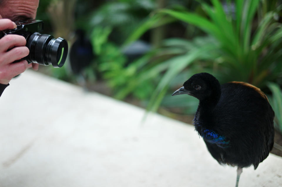 A man photographs an Agami, at the Vincennes Zoo, in Paris, Tuesday, April 8, 2014. Its gray, man-made mountain that might lure King Kong still protrudes over treetops, but nearly everything else has changed as Paris' best-known zoo prepares to re-open after a multi-year, multimillion-euro (dollar) makeover. (AP Paris/ Thibault Camus)