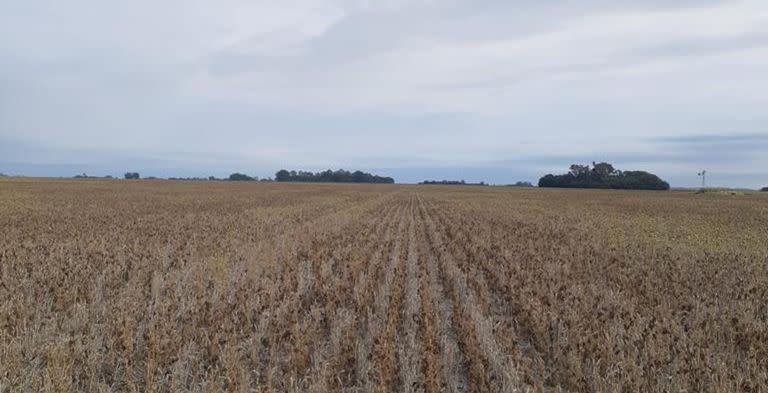 En Rojas no hubo cosecha de trigo y ahora tampoco la habrá de soja de segunda