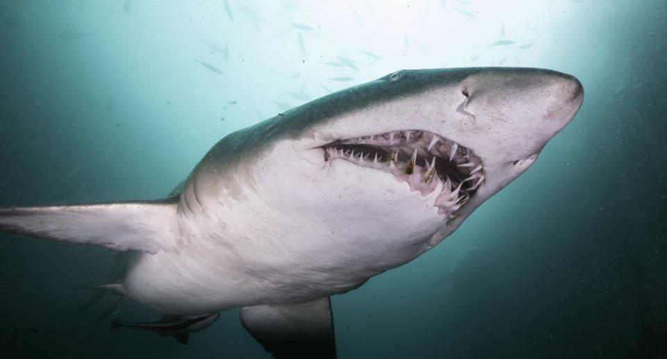 Sand tiger shark, or grey nurse shark as they are known in Australia, at the Seal Rocks Marine Park, NSW, Australia. Source: Getty Images 