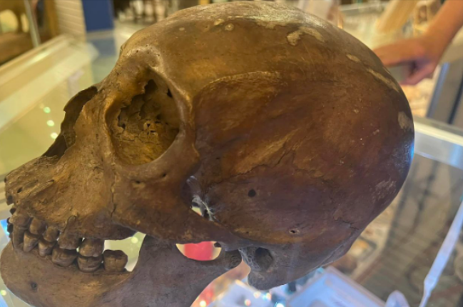 Human skull found in a North Fort Myers thrift shop thought to be of a Native American. (Photo/Lee County Sheriff Office)