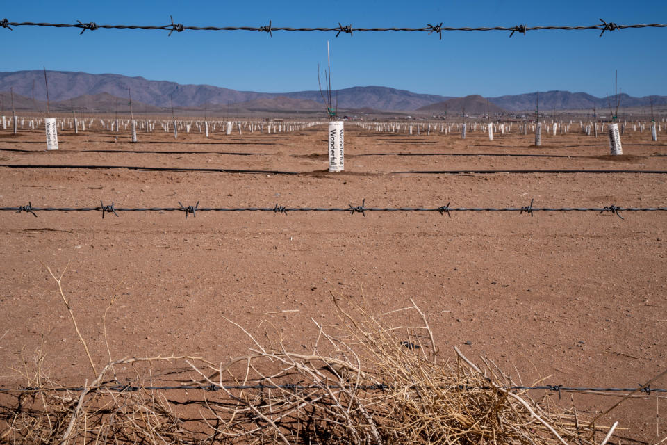 Stockton Hill Farms, March 8, 2022, north of Kingman, Ariz.