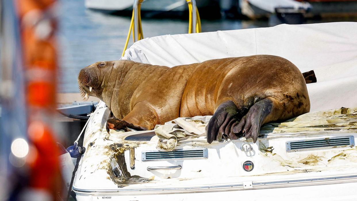 A young female walrus nicknamed Freya rests on a boat in Frognerkilen, Oslo Fjord, Norway