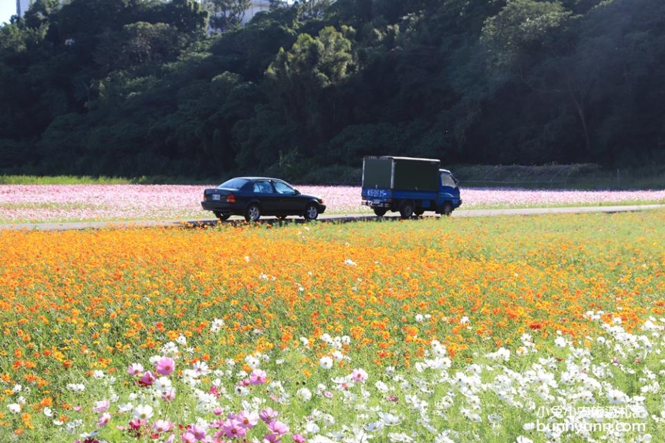 2019桃園花彩節大溪展區