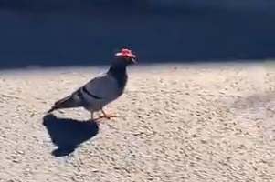 Someone is putting cowboy hats on pigeons in Las Vegas: Kass/@kassandraqueenn