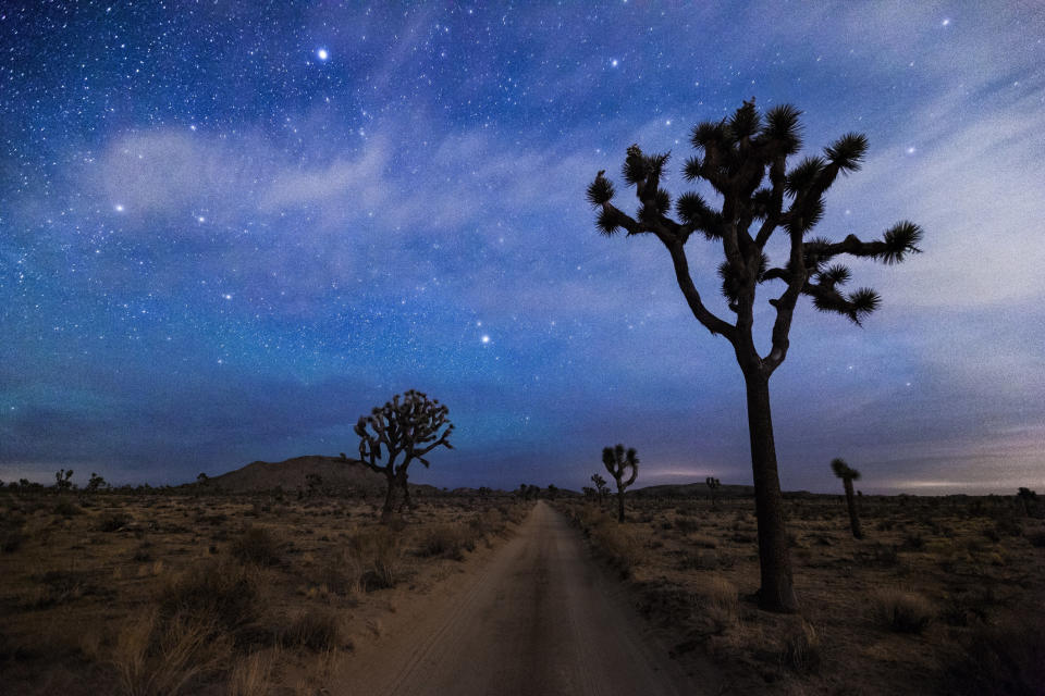 Joshua trees with starry background