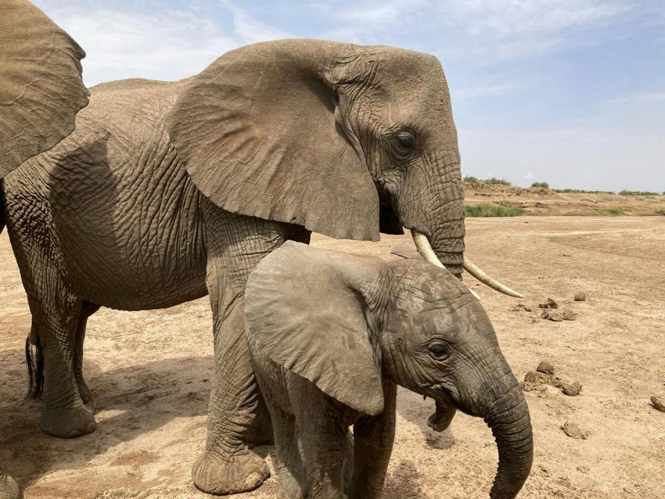 Two elephants, an adult and a juvenile, stand together on a desert.