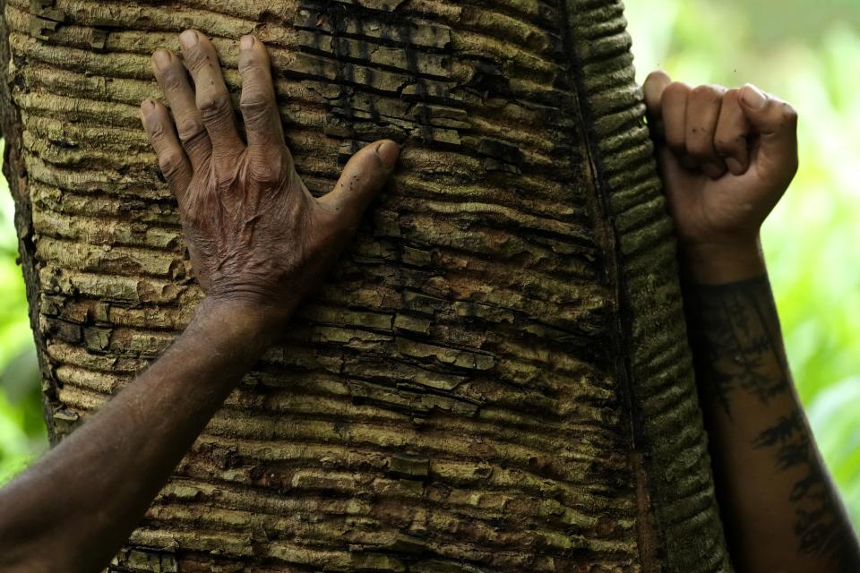 Rubber tappers Raimundo Mendes de Barros, left, and his son Rogerio Mendes place their hands on a rubber tree in the Chico Mendes Extractive Reserve, Acre state, Brazil, Wednesday, Dec. 7, 2022. Veja, an expensive global sneaker brand, is producing sneaker soles made of native Brazilian Amazon rubber in collaboration with local rubber tappers cooperatives. The project has reenergized production of a sustainable forest product and improved the standard of living for hundreds of rural families of rubber tappers. (AP Photo/Eraldo Peres)
