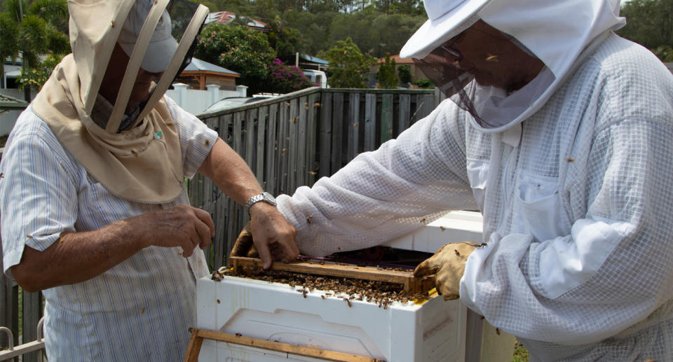 A photo of beekeepers in Queensland harvesting honey. Source: Getty