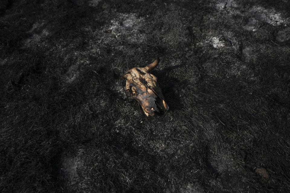 A skull of a bull lies on a burnt field after a fire broke out as a result of a rocket fired from Gaza Strip hit the southern Israeli city of Sderot, near the Israeli Gaza border, Saturday, Aug. 6, 2022. (AP Photo/Ariel Schalit)