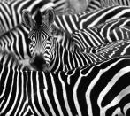 Close up from a zebra surrounded with black and white stripes in his herd.