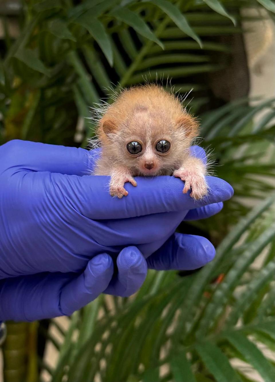 Two pygmy slow loris babies were born Smithsonian’s National Zoo and Conservation Biology Institute on March 21.
