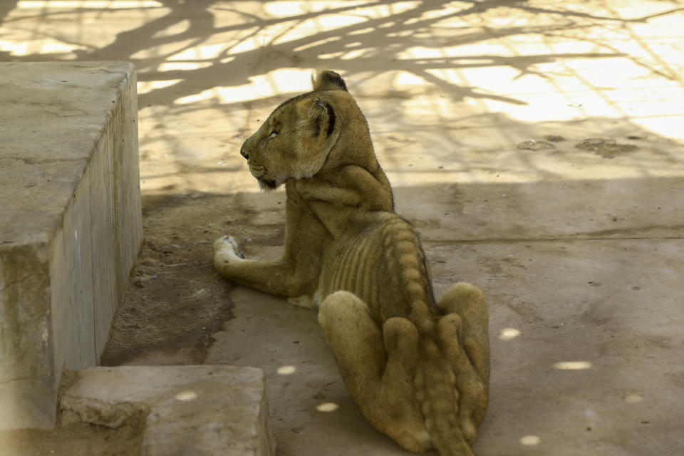 Die Bilder der fünf Löwen im Zoo von Khartum im Sudan gehen derzeit um die Welt (Photo by ASHRAF SHAZLY / AFP)