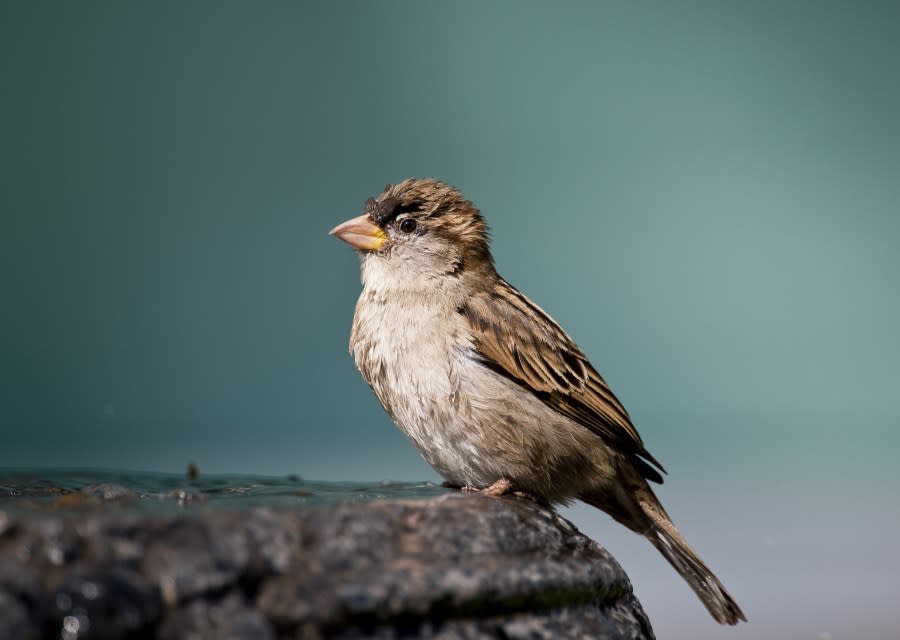 A House Sparrow (Passer domesticus) is pictured in a fountain in Mexico City, on November 17, 2010. AFP PHOTO/Ronaldo Schemidt (Photo credit should read Ronaldo Schemidt/AFP via Getty Images)