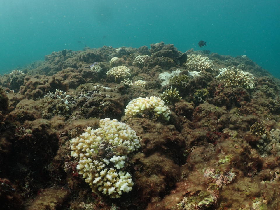 極端氣候造成各地氣溫升高，海中珊瑚也受影響，北台灣海域珊瑚群聚首次紀錄到大規模的珊瑚白化，中研院學者指出，這顯示氣候變遷引起的海水升溫已不只衝擊低緯度熱帶珊瑚礁。圖為白化細枝鹿角珊瑚。 中央社（中研院生物多樣性中心提供）