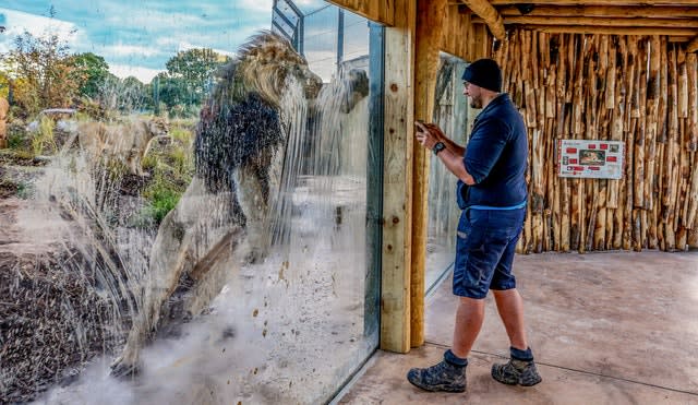 Chester Zoo opens new lion habitat