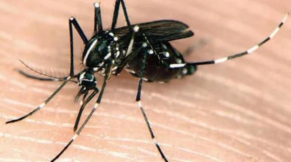 An Aedes albopictus, or Asian tiger mosquito, seen in an undated photo. The invasive mosquito species was recently found for the first time in Sacramento County, local mosquito control officials said Wednesday, Oct. 19, 2022.