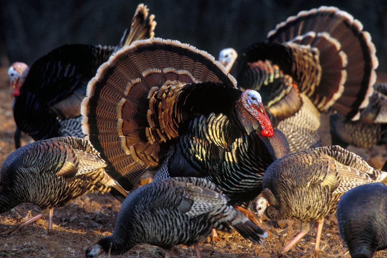 Roast turkey is a traditional main dish at Thanksgiving celebrations in the United States.