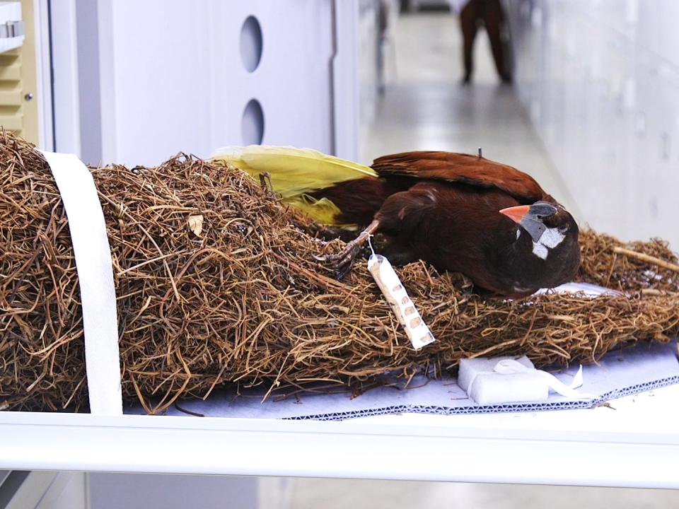 An oropendola bird and its nest in a drawer.