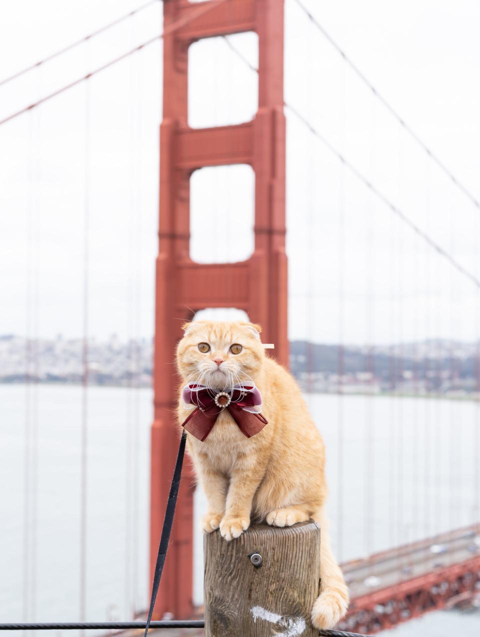 Sponge Cake wearing a bow in front of Golden Gate Bridge in San Francisco, California.