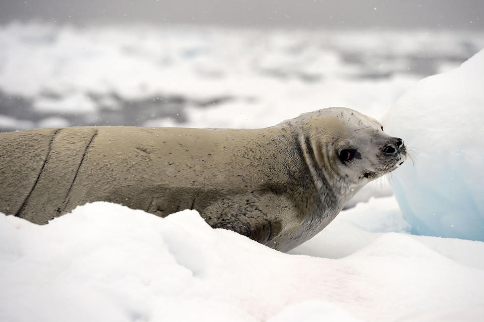 A Weddell seal rests