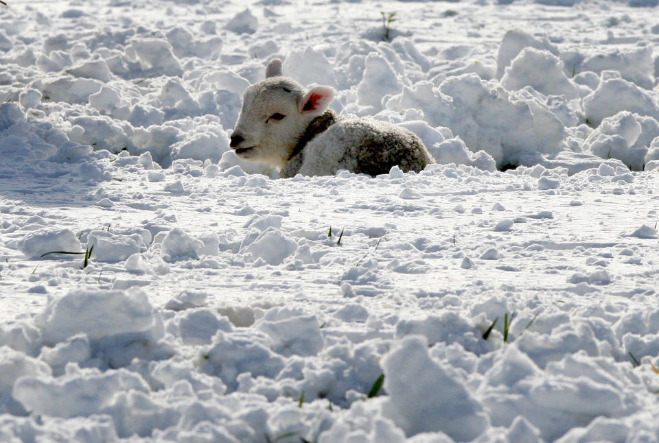 A spring lamb is seen surrounded by heavy snowfall at Tow Law, England, Wednesday, April 4, 2012 Parts of Scotland and northern England have received 20 centimeters (8 inches) of snow, and 10,000 homes are without power in northeast England after wind brought down power cables.   (AP Photo/Scott Heppell)