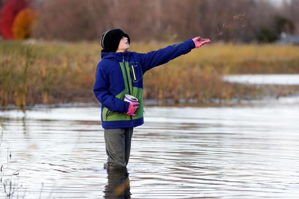 Pulaski sixth-grader Kyle Koller helps plant wild rice by throwing it into the stream at Barkhausen Waterfowl Preserve on Nov. 2, 2021, in Suamico, Wis.