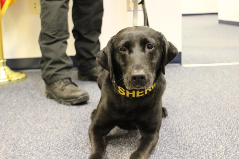 Raven, a drug-detecting Labrador, retired from the Talbot County Sheriff's Office on July 1 when recreational marijuana became legal in Maryland.