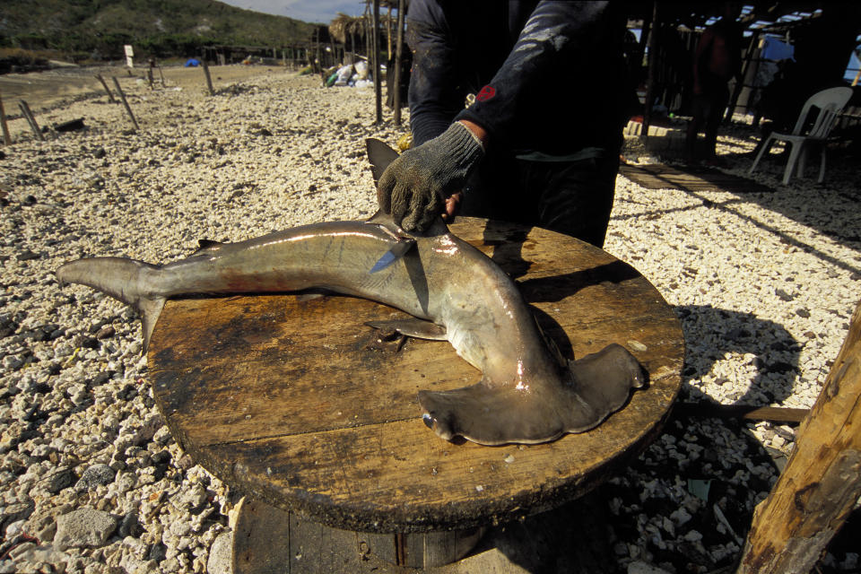 Shark finning camp, Mexico, Pacific Ocean. (Photo by: Mark Conlin/VW PICS/UIG via Getty Image)