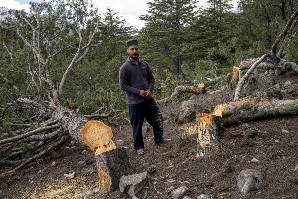 Sunder Negi, an activist from the No Means No campaign, poses next to felled Chilgoza pines in Rarang panchayat area to make way for a pylon for the Tidong Hydropower Project in the Kinnaur district of the Himalayan state of Himachal Pradesh, India, Monday, March 13, 2023. Thousands of trees, including the rare Chilgoza pine whose nuts are prized and provide valuable income for local communities, are being cut to make way for construction. (AP Photo/Ashwini Bhatia)