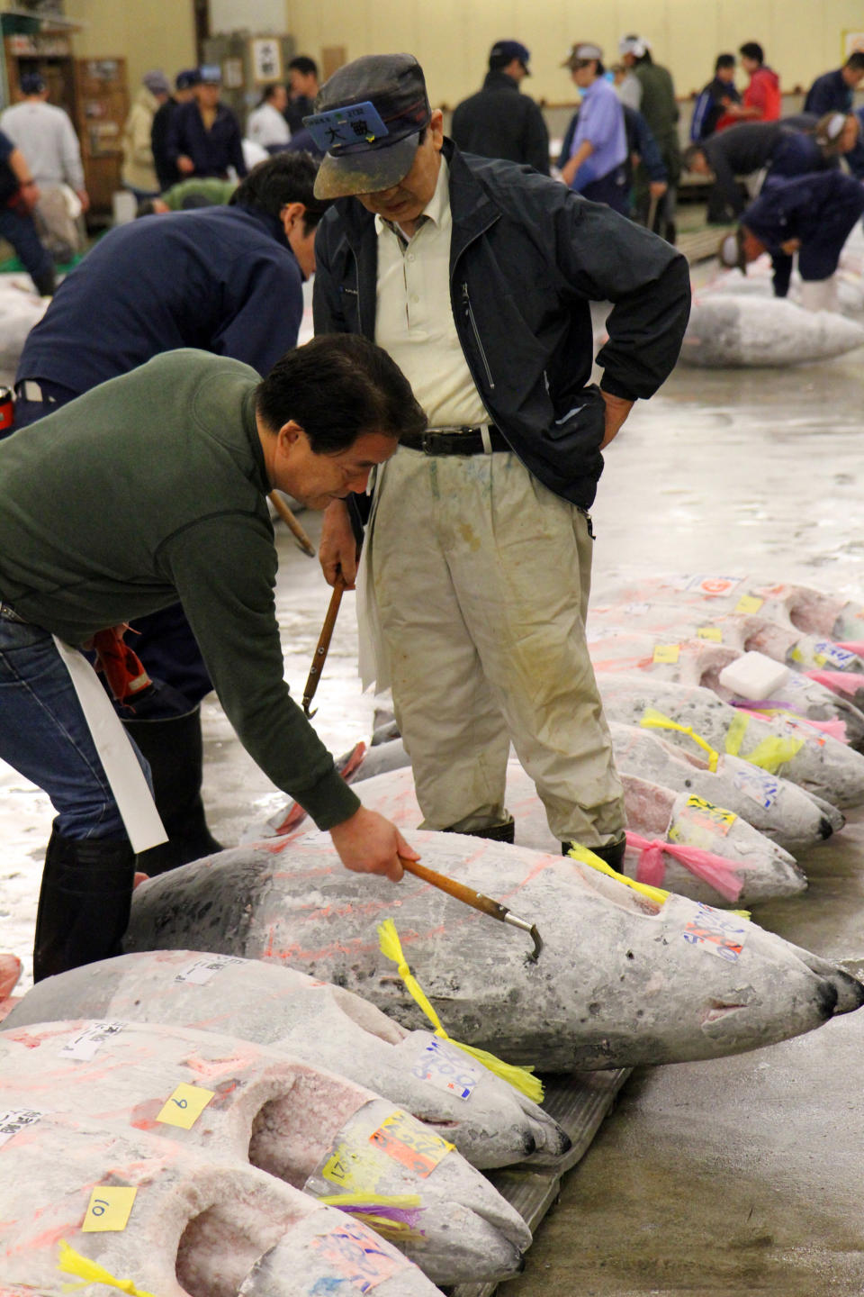 This Oct. 15, 2012 photo shows whole tunas being inspected at the Tsukiji fish market in Tokyo. Tsukiji is the biggest fish market in the world, and tourists willing to line up well before dawn can view the rapid-fire auctions where the giant fish are sold. (AP Photo/Fritz Faerber)