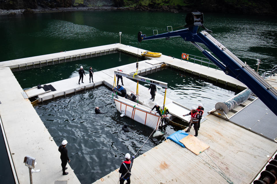 Little White and Little Grey being moved to the "care pool" within the wider sanctuary, where they will remain until experts deem them ready.  (Photo: Aaron Chown - PA Images via Getty Images)