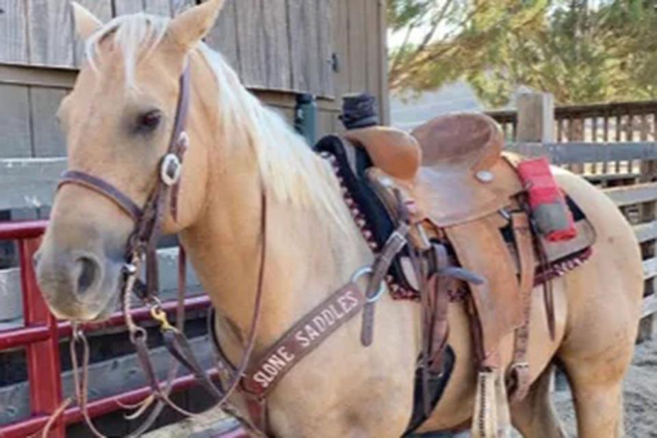 -&nbsp;World Champion Roping Horse with the 'Fluffiest' Ears Dies Alongside Another Horse in California Barn Fire