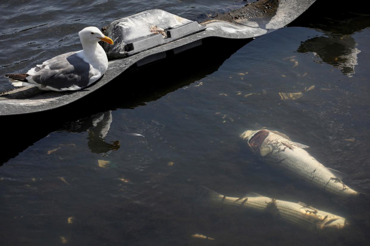 Seagulls sit next to dead fish in Lake Merritt in Oakland, Calif. on Monday, Aug. 29, 2022.