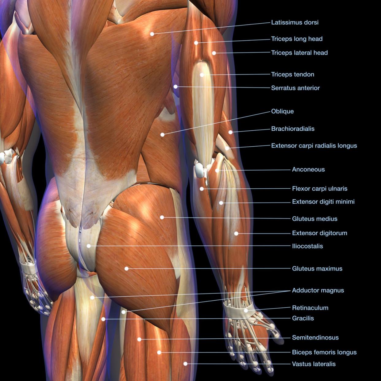 labeled anatomy chart of male lower back muscles on black background