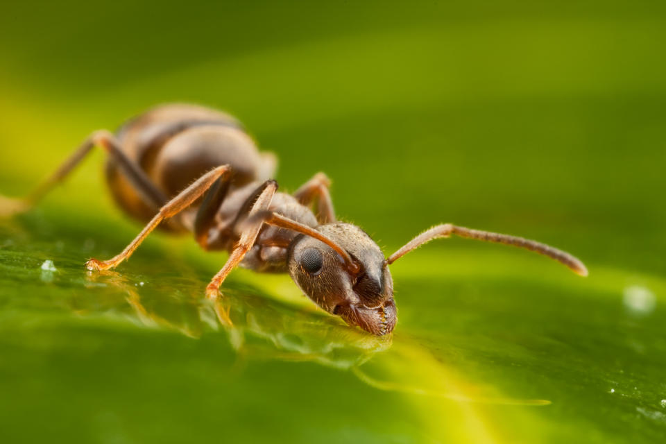 Ant drinking water on leaf of laurel, Woking, Surrey, UK.