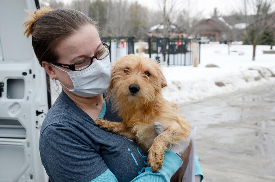 Danielle Blasko, executive director of the Little Traverse Bay Humane Society, brings a rescued dog into the shelter.