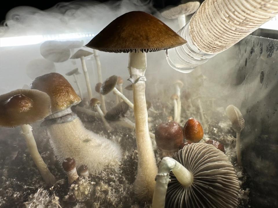 Magic mushroom journeys can help you advance in your career, according to facilitators. Getty Images