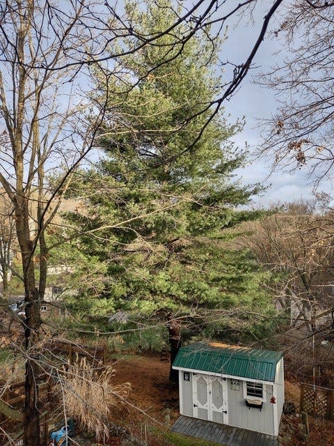 The White Pine that began as a Christmas Tree 40 years ago now towers over Chuck Keller's Northern Kentucky Home.