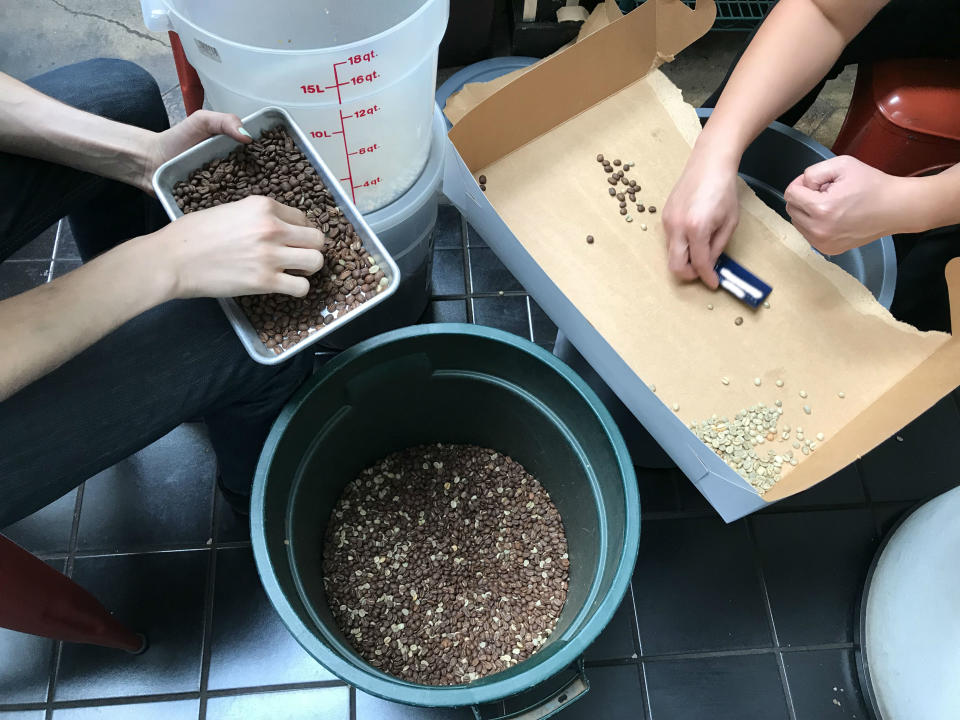 Two individuals sorting beans, separating good from bad, using containers and a cardboard
