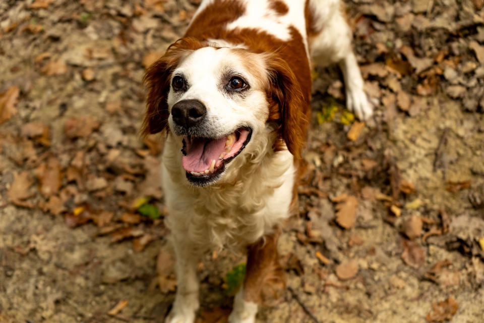 Brittany Spaniel (Getty Images)