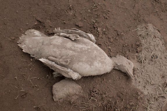 A dead duck in Escuintla, Guatemala, on June 4.