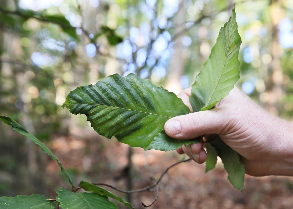 Rob Curtis, Summit Metro Parks supervisor of ecological resources, shows a leaf from a young beech tree infected with beech leaf disease on the Indian Spring trail in Munroe Falls Metro Park. The dark green area at the tip and the curling leaf are signs of the infection.