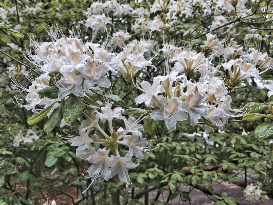 White Azalea Blooms