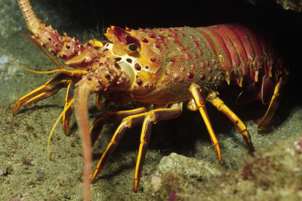 Ein Hummer auf dem Meeresboden. (Bild: Getty Images)