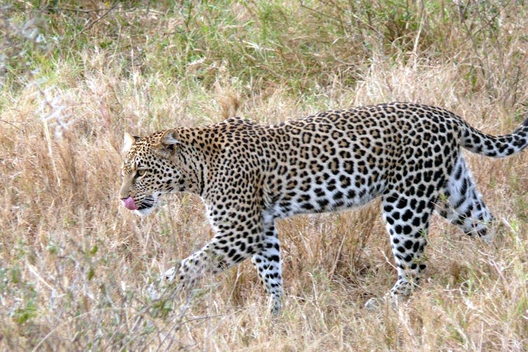 <span class="caption">Big cats, like this African leopard (<em>Panthera pardus</em>), are among the simplest species to document with camera traps.</span> <span class="attribution"><a class="link " href="https://en.wikipedia.org/wiki/Leopard#/media/File:Leopard_(Panthera_pardus).jpg" rel="nofollow noopener" target="_blank" data-ylk="slk:Haplochromis/Wikipedia;elm:context_link;itc:0;sec:content-canvas">Haplochromis/Wikipedia</a>, <a class="link " href="http://creativecommons.org/licenses/by-sa/4.0/" rel="nofollow noopener" target="_blank" data-ylk="slk:CC BY-SA;elm:context_link;itc:0;sec:content-canvas">CC BY-SA</a></span>