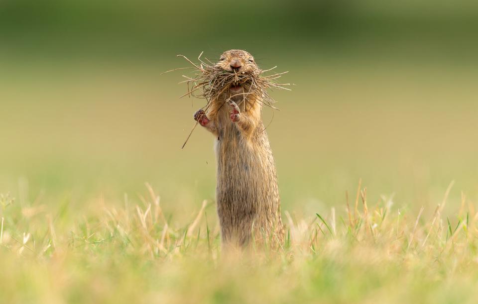 A prairie dog stands with its mouth full of grass