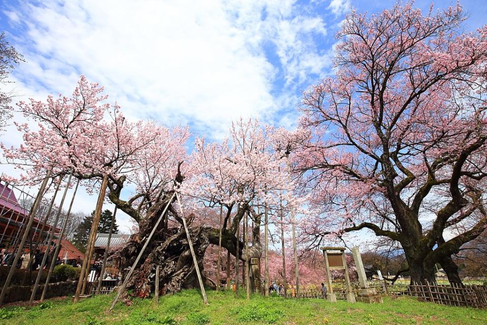 神代櫻 (Photo by skyseeker, License: CC BY 2.0, Wikimedia Commons提供, 圖片來源www.flickr.com/photos/skyseeker/33721126343)